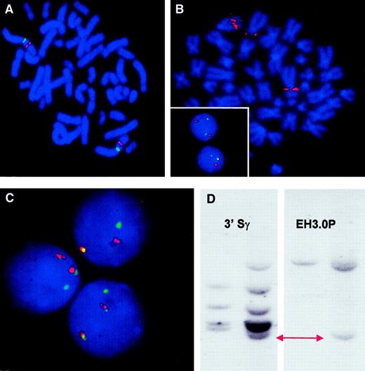 Fig. 2. FISH analysis demonstrating recurrent involvement of. / BCL11A in cases with t(2;14)(p13;q32.3). (A) mBAC RP11-440P05 (AC009970) (red signal) hybridized to metaphases derived from a healthy individual maps to chromosome region 2p13. A centromeric probe for chromosome 2 (green) is also shown. (B) FISH with RP11-440P05 (red) on a t(2;14)(p13;q32.3) positive metaphase from patient 4. Apart from the intact chromosome 2, signals for the BAC were detected on both derivative chromosomes, indicating that it spanned the breakpoint. Inset: FISH with cosIgCα1 (green) hybridizing to theIGH-locus and RP11-440P05 (red signal) on interphase cells from patient 4. The cell lacking the translocation contains 2 isolated red and green signals. The fusion signal in the other cell represents the der(14) t(2;14)(p13;q32.3). The minor signal remaining on the der(2) chromosome could not be detected reliably in interphase cells. (C) FISH with pooled BCL11A-specific clones RP11-440P05 and RP11-158I21 (green AC007831) and 2 pooledREL-specific YAC clones 747H5 and 927G9 (red) on interphase nuclei of patient 3 with t(2;14)(p13;q32.3). On an intact chromosome 2 the REL- and BCL11A-specific signals colocalized. Translocation led to the disruption of the greenBCL11A-specific signal with a minor part remaining colocalized with the REL-signal on the der(2) and the major part on the der(14) separated from the REL-specific signal. (D) Southern blot analysis of t(2;14)(p13;q32.3) from patient 3. DNA from patient 3 digested with HindIII and probed withIG 3′Sγ probe and derived 2p13 breakpoint probe, EH3.0P31 showing comigration of one rearranged Sγ and 5′BCL11A sequences in this case. Left lane denotes control DNA; right lane, DNA from patient 3.