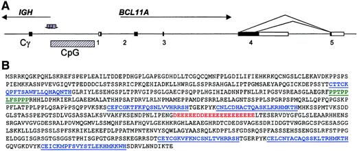 Fig. 3. Ideogram of the genomic organization of the. / BCL11A gene, the structure of the t(2;14)(p13;q32.3) translocation, and the predicted primary amino acid sequence ofBCL11A. (A) Ideogram of t(2;14)(p13;q32.3). All 4IGH breaks occurred within Sγ regions, whereas the 2p13 breaks clustered centromeric of a CpG island. Sequence comparison of genomic and expressed sequences from chromosome 2p13 showed the presence of 5 exons with the alternative splices indicated. Shaded arrows denote sites of breakpoints in cloned cases. Comparison of the derived cDNA sequences with the genomic sequence NT_005399.3 showed the presence of 3 common exons to all common BCL11A RNA isoforms: exon 1 represented nucleotides 370479-370761; exon 2, 377671-378005; and exon 3, 455146-455254. The longest isoform comprised exons 1-4 (exon 4, nucleotides 461558-466783), whereas the 2 common shorter isoforms exhibited alternative splicing from within exon 4 to an additional exon (exon 5, 471315-472815). (B) Predicted amino acid sequence of the longest detected BCL11A RNA isoform showing the presence of 6 C2H2 motifs (shown in blue), a sequence of 21 consecutive acidic amino acids shown in red, and a proline-rich region between the first and second zinc fingers, shown in green (accession no. AJ404611).