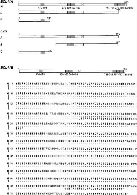 Fig. 5. Sequence comparisons of. / BCL11A, Evi9, and BCL11B. (A) Comparison ofBCL11A, previously isolated mouse Evi9 isoforms, and BCL11B. C2H2 zinc fingers are denoted by shaded boxes, the acidic region is denoted by a hatched box. The positions of the first and last amino acids of C2H2 zinc fingers are shown underneath. Note lack of last 3 zinc fingers in the longest mouse Evi9isoform and close similarities in the overall structure ofBCL11AXL and BCL11B. (B)BCL11A isoforms. Proteins of 835 (BCL11AXL, accession no. AJ404611), 773 (BCL11AX, accession no. AJ404612), and 243 (accession no. AJ404613) amino acids resulting from the common alternative splices. Dots represent identical amino acid residues.