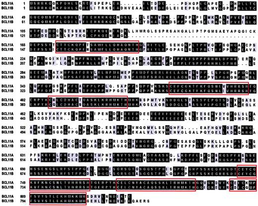 Fig. 6. Sequence comparison of. / BCL11AXL andBCL11B. Boxed regions indicate C2H2 zinc finger domains. Identical amino acids are shown in black boxes, conserved in gray. Introduced gaps to maximize the alignment are shown as dots. BCL11B accession no. AJ404614.