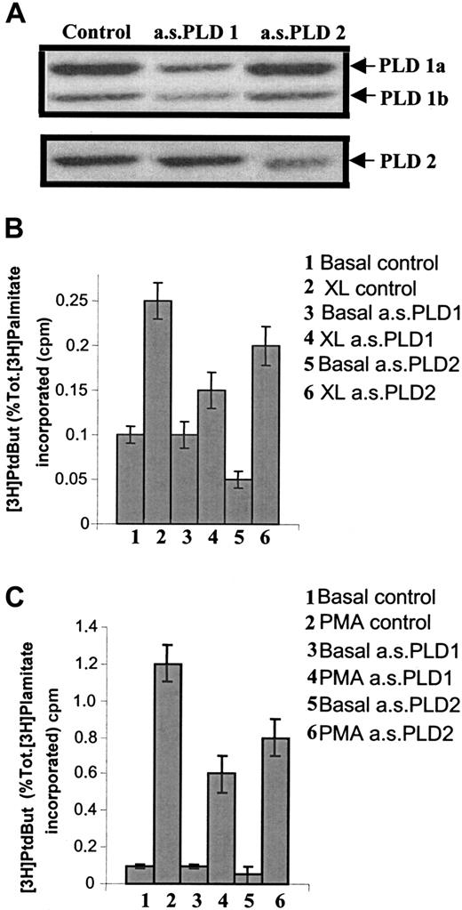 Fig. 2. Use of antisense oligonucleotides to reduce specific expression of either PLD1 or PLD2 demonstrates that only PLD1 is coupled to FcγRI aggregation. / (A) Western blot analysis of immunoprecipitates of either PLD1 or PLD2 to assess expression of either isozyme in IFN-γ–primed U937 cells following treatment for 36 hours with antisense oligonucleotides (10 μM) specific for either PLD1 (a.s.PLD1) or PLD2 (a.s.PLD2), and control cells (control). The results shown are typical from 3 separate experiments. (B) PLD activity following FcγRI aggregation in IFN-γ–primed U937 cells pretreated with 10 μM antisense oligonucleotides for either PLD1 (a.s.PLD1) or PLD2 (a.s.PLD2). 1. Basal level (basal control); 2. FcγRI aggregation (XL control); 3. basal level in cells pretreated with antisense PLD1 (basal a.s.PLD1); 4. FcγRI aggregation in cells pretreated with antisense PLD1 (XL a.s.PLD1); 5. basal level in cells pretreated with antisense PLD2 (basal a.s.PLD2); 6. FcγRI aggregation in cells pretreated with antisense PLD2 (XL a.s.PLD2). Results are the mean ± SD for triplicate measurements and are representative of the results from 3 separate experiments. PtdBut indicates phosphatidylbutanol. (C) PLD activity following PMA stimulation (1 μM) in IFN-γ–primed U937 cells pretreated with antisense oligonucleotides (10 μM) for either PLD1 (a.s.PLD1) or PLD2 (a.s.PLD2). 1. Basal level (basal control); 2. PMA stimulation (PMA control); 3. basal level in cells pretreated with antisense PLD1 (basal a.s.PLD1); 4. PMA stimulation in cells pretreated with antisense PLD1 (PMA a.s.PLD1); 5. basal level in cells pretreated with antisense PLD2 (basal a.s.PLD2); 6. PMA stimulation in cells pretreated with antisense PLD2 (PMA a.s.PLD2). Results are the mean ± SD for triplicate measurements and are representative of the results from at least 3 separate experiments. Tot. indicates total.