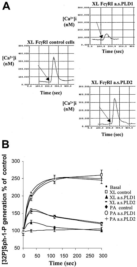 Fig. 3. Coupling of FcγRI to downstream intracellular signaling pathways requires PLD1 and not PLD2. / (A) Intracellular cytosolic calcium changes following aggregation of FcγRI. Responses were compared in control cells and cells pretreated with antisense oligonucleotides (10 μM) to either PLD1 or PLD2. Traces shown are as follows: left, XL FcγRI control cells = FcγRI aggregation in IFN-γ–primed control cells; upper right panel, FcγRI aggregation in IFN-γ–primed cells pretreated with antisense to PLD1 (XL FcγRI a.s.PLD1); lower right panel, FcγRI aggregation in IFN-γ–primed cells pretreated with antisense to PLD2 (XL FcγRI a.s.PLD2). The arrow marks the addition of the goat antihuman IgG antibody to create cell surface immune complexes. Traces are typical from fura-2–loaded cells from 3 separate experiments. (B) FcγRI coupling to sphingosine kinase. Following aggregation of FcγRI in IFN-γ–primed U937 cells, cells were harvested at given time points to measure sphingosine kinase activity. Sphingosine kinase activity was assayed from basal control cells (basal control); following FcγRI aggregation in control cells (XL control) and in cells pretreated with antisense oligonucleotides (10 μM) for either PLD1 (XL a.s.PLD1) or PLD2 (XL a.s.PLD2). Lysates from these cells were treated with phosphatidic acid (L-α-phosphatidic acid (1,2-diacyl-sn-glycero-3-phosphate) in vitro to ensure sphingosine kinase activity (P.A.a.s.PLD1 and P.A.a.s.PLD2).33 Results are the mean ± SD for triplicate measurements and are representative of the results from at least 3 separate experiments.