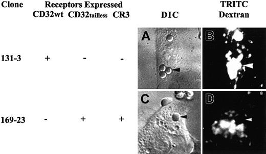Fig. 2. Differential interference contrast and fluorescence micrographs displaying colocalization of internalized targets and fluorescent dextran. / (A,C) Differential interference contrast (DIC) images of transfectants. (B,D) Fluorescent micrographs indicating the location of the preloaded fluorescent dextran. Panels A and B show clone 131-3 (n = 3) expressing wild-type FcγRIIA. Panels C and D show clone 169-23 (n = 5), which expresses mutant tail-minus FcγRIIA and CR3. Colocalization of the fluorescent dextran (arrowheads) can be observed with the wild-type FcγRIIA but not in the clone expressing mutant tailless FcγRIIA and CR3 (169-23). Of 104 internal targets, 101 were colocalized with fluorescent dextran in wild-type FcγRIIA-transfected cells. However, tailless FcγRIIA only showed target colocalization with dextran in 3 of 41 cases (original magnification × 1100). TRITC indicates tetramethylrhodamine isothiocyanate.