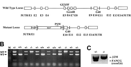 Fig. 1. Targeted disruption of the murine. / Fancg gene. (A) Schematic representation of the murine Fancg gene showing 14 exons. The targeted allele has exons 2 to 9 replaced by the FRT-flanked neomycin cassette. There are translational stop codons in 3 reading frames 5′ to the neomycin cassette to terminate any potential upstream translation. Primers used for genotype and RT-PCR are indicated. (B) PCR genotype of mouse tail DNA using primers indicated in panel A. Primers Gex5F and Gex6R amplify a 285 base pair (bp) product specifically from the wild-type allele (WT), whereas primers Psv and G40 amplify a 580 bp product specifically from the mutant allele (MT). (C) RT-PCR of the wild-typeFancg mRNA using primers Gex5F and Gex6R fromFancg+/− testes but not fromFancg−/− testes. A 360 bp RT-PCR product of β2-microglobulin was used as an internal control (β2M).