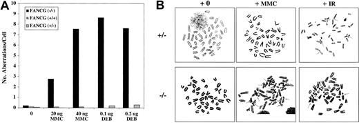 Fig. 2. Primary splenic lymphocytes from. / Fancg−/− mice have increased DEB- and MMC-induced chromosome breakage. (A) Comparison of the number of aberrations per cell after treatment with the indicated amount of DEB or MMC. (B) Metaphase spreads of splenocytes fromFancg+/− and Fancg−/−mice after 72 hours of in vitro growth. Cells were exposed to either no drug (+0), MMC (20 ng/mL), or IR (4 Gy). Arrows indicate radial forms or breaks.