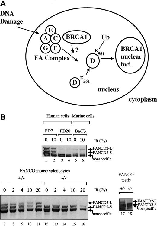 Fig. 5. Primary splenic lymphocytes from FA-G mice are defective in IR-inducible Fancd2 monoubiquitination. / (A) Schematic representation of the human FA pathway. The FA protein complex, containing the FANCA, FANCC, FANCF, FANCG, and perhaps FANCE proteins, is required for the monoubiquitination of the FANCD2-S protein (155 kd) to the FANCD2-L protein (162 kd). Monoubiquitination is increased in response to DNA damage by IR. Ubiquitinated (Ub) FANCD2 is targeted to foci containing the BRCA1 protein and other proteins involved in DNA repair. (B) Primary splenic lymphocytes (splenocytes) were isolated from mice with the indicatedFancg genotype. Cells were untreated or exposed to IR (2, 4, 10, or 20 Gy), as indicated. Cell lysates were prepared, and total cellular proteins were electrophoresed, transferred to nitrocellulose, and immunoblotted with an anti-Fancd2 antiserum. This polyclonal antiserum cross-reacts with the human and murine Fancd2protein and also recognizes a nonspecific 150 kd protein in both human and murine lysates, as indicated. Alternatively, whole tissue extracts were prepared from testes (lanes 17,18) from aFancg+/− mouse or aFancg−/− mouse. Cells examined were PD7 (wild-type human lymphoblasts), PD20 (human FA-D2 lymphoblasts), Ba/F3 (murine interleukin-3–dependent lymphocytes), or murine splenocytes (lanes 7-16). Both FANCD2-S and FANCD2-L isoforms are absent from the PD-20 (FA-D2) lymphoblasts, as previously described.