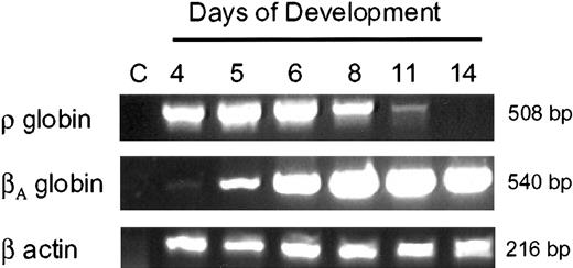 Fig. 1. Expression of ρ- andβA-globin genes during development in chicken erythroid cells. / RNA (10 ng) was used for RT-PCR analysis. Lane C indicates control lane with no template. For the loading control and RNA integrity, RT-PCR analysis was carried out with β-actin primers.