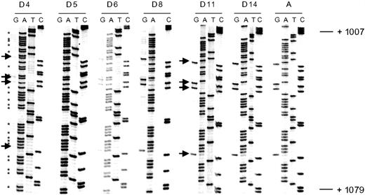 Fig. 3. Illustration of bisulfite genomic sequencing of the coding strand (exon 3) of the ρ-globin gene. / Arrows indicate cytosine residues at CpG dinucleotides. These cytosines have been completely converted to thymidines (indicating unmethylated cytosines) in DNA from day 4 embryonic erythroid cells. Progressive failure of conversion to thymidines (indicative of methylation) is seen during development, and DNA derived from adult erythroid cells show completely methylated cytosines. Cytosine residues not associated with CpG dinucleotides (indicated by an asterisk) have been completely converted to thymidines in all samples.