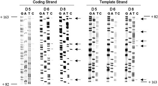 Fig. 4. Strand specificity of de novo methylation. / Methylation analysis of the proximal transcribed region of theρ-globin gene in day 5, day 6, and day 8 embryonic erythroid cells on both DNA strands. Methylation is seen on the coding (top) strand only in day 5 and day 6 erythroid cells. Arrows indicate cytosine residues at CpG dinucleotides. Positions indicated are relative to the transcription start site.