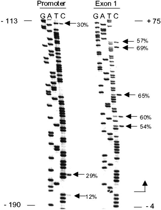Fig. 5. Methylation spreading. / The ρ-globin gene promoter and exon 1 (proximal transcribed) regions were amplified with a single set of primers with bisulfite-treated DNA from day 8 erythroid cells as a template. Positions indicated are relative to the transcription start site. Percentage methylation is indicated at CpG dinucleotides. Exon 1 is methylated to a greater degree as compared with the promoter region.