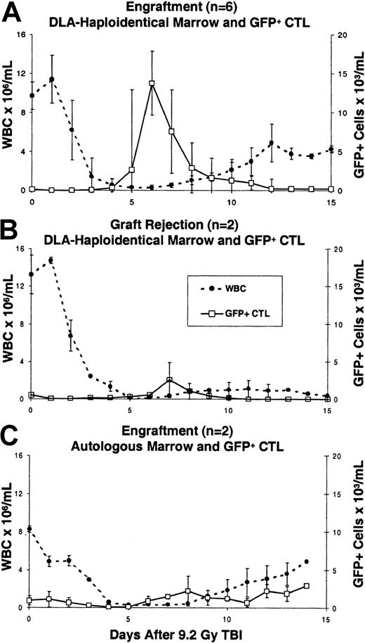 Fig. 1. Ex vivo expanded, transduced CTLs increase in the peripheral blood prior to engraftment in allogeneic recipients. / Shown are the median GFP+ (or NGFR+) cells/mL and total white blood cell count (WBC) ± SD for each group of dogs studied following 9.2 Gy TBI. Transduced cells were measured by flow cytometry of hemolyzed peripheral blood. (A) Engraftment following transplantation of allogeneic marrow and GFP+ (or NGFR+) CTLs (n = 6). There was a sharp increase in the number of transduced CTLs in the peripheral blood on days +5 to +7 after transplantation, followed by a decline in transduced CTLs on neutrophil recovery. (B) Rejection of allogeneic marrow and GFP+ CTLs. In dogs E716 and E815, GFP+ cells did not increase substantially after transplantation and subsequently were undetectable at days +11 and +9 after transplantation, respectively. Both dogs sustained an initial recovery of granulocytes to 1800 and 800/μL on days +10 and +8, respectively, followed by loss of granulocytes and GFP+ cells and emergence of donor-reactive lymphocytes. (C) Autologous marrow and GFP+CTL (n = 2). In both recipients, GFP+ cells were detected in the peripheral blood, but without a steep rise in GFP+cells prior to neutrophil recovery.