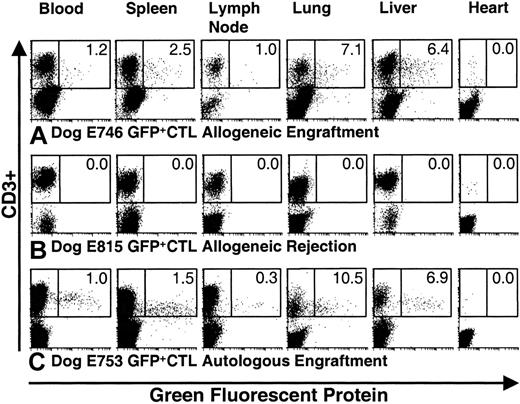 Fig. 3. GFP. / + CTLs were detected in tissues from engrafted recipients but not in recipients who had rejected donor grafts.Shown are histograms from representative experiments for detection of GFP+ and CD3+ cells obtained from blood, spleen, lymph node, lung, liver, and heart at necropsy. The boxes circumscribe CD3+ cells. The percent of CD3+cells that are GFP+ is indicated in each histogram. (A) Dog E746 engrafted and developed GVHD following 9.2 Gy TBI and transplantation of allogeneic marrow and GFP+ CTLs. GFP+ cells were detected in the blood, spleen, lymph node, lung, and liver but not in heart. In this recipient, 6.4% of CD3+ cells from the liver were GFP+. (B) Dog E815 rejected the donor graft; no GFP+ CTLs were detected in any tissue. (C) Dog E753 received autologous marrow and GFP+ CTLs following 9.2 Gy TBI. Here, 6.9% of CD3+ cells from the liver were GFP+.