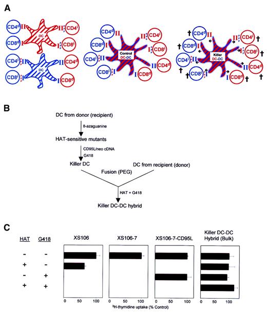 Fig. 1. Generation of killer DC-DC hybrids. / (A) The working model is illustrated in this schema. CD4+and CD8+ T cells from a recipient (blue) or a donor (red) recognize intact MHC molecules presented by allogeneic DCs (ie, direct presentation; indicated by d) or MHC-derived peptide antigens (ppp) presented by syngeneic DCs (ie, indirect presentation; indicated by i) (left panel). Control DC-DC hybrids expressing both recipient- and donor-derived MHC molecules should activate all of the above alloreactive T-cell populations (middle panel), whereas CD95L-transduced killer DC-DC hybrids expressing CD95L molecules (indicated by arrows) should deliver apoptotic signals to all T-cell populations (right panel). (B) Schematic flow chart of the methods developed for the generation of killer DC-DC hybrids (see text for details). (C) The indicated cell lines were examined for their proliferative potential in the presence of HAT and/or G418. Data are representative of 2 independent experiments, showing the means ± SD (n = 3) of the relative 3H-thymidine uptake (percentage of control) as compared with control culture in the absence of either HAT or G418.