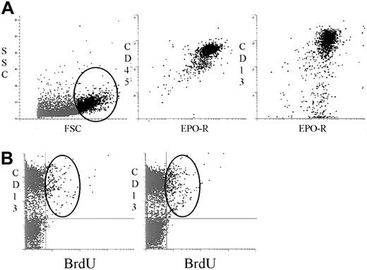 Fig. 2. EPO receptor expression on CD13+ blasts and in vitro proliferation of CD13+ cells in response to EPO. / Upper panels (A) demonstrate gating on blasts defined by forward scatter characteristics (FSC) versus side scatter characteristics (SSC) (left) and coexpression of the EPO receptor with CD45 (center) and CD13 (right) on cells in the gated region. Lower panels (B) demonstrate the incorporation of BrdU into CD13+ cells in the absence (left) and presence (right) of EPO. Increased DNA synthesis is seen in CD13+ cells in the presence of EPO.