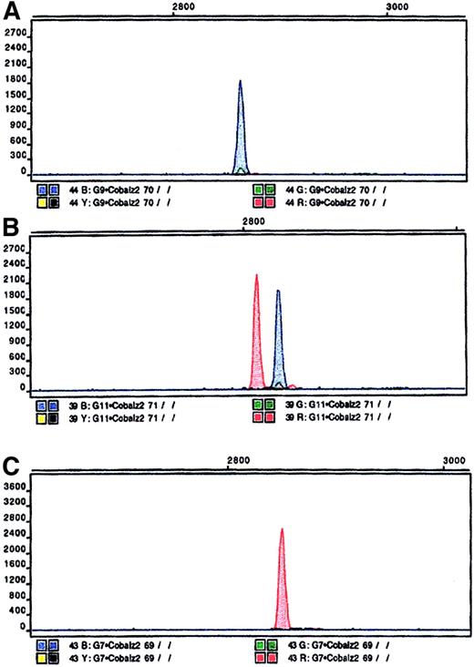 Fig. 2. TC genotypes identified by solid-phase minisequencing. / (A) TCII-259C homozygotes (PP); (B) TCII-259C/G heterozygotes (PR); (C) TCII-259G homozygotes (RR). Genomic DNA was amplified by PCR using the sense primer biotin-5′-GTGCGAGAGGAGATCTTGAA-3′ and the antisense primer 5′-GTAGGTCTTGTGGTTCAGAA-3′. Biotinylated products were bound to streptavidine-coated microtiter plates (Wallac, Turku, Finland) and denatured with NaOH. Thermo Sequenase DNA polymerase (Thermo Sequenase Dye Terminator Kit, Amersham, Buckinghamshire, United Kingdom), fluorescent ddNTP, and the antisense detection primer 5′-CTGTTCCCAGTTCTGCCCCA-3′ were added to generate an allele-specific pattern. After the minisequence reaction, the plates were washed and the extended sequence primers were released by incubation with formamide. These were separated and analyzed by capillary electrophoresis and laser-induced fluorescence in an ABI 310 genetic analyzer (Perkin-Elmer, Cambridge, England).