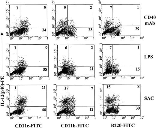 Fig. 4. Production of IL-12 (p40) by DC subsets. / Total CD11c+ DCs separated by directly conjugated magnetic beads were stimulated for 24 hours with stimulatory anti-CD40 antibodies (CD40 mAb), LPS (10 μg/mL), or SAC. For the detection of intracellular IL-12, DCs were stained with PE-conjugated antibodies recognizing IL-12 (p40/p70) and directly FITC-labeled antibodies to CD11c, CD11b, and B220. Percentage positive cells are indicated in each quadrant. At least 4 similar experiments were performed.