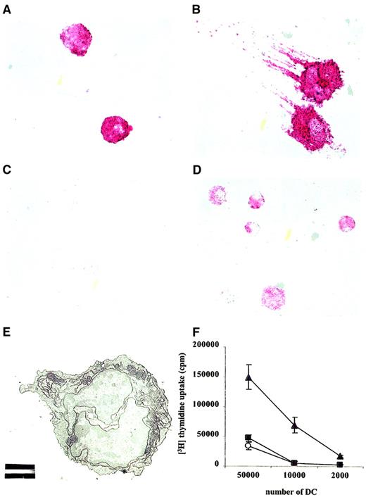 Fig. 6. IFN-α–producing plasmacytoid cells differentiate into DCs after culture in IL-3. / Cytospins of sorted CD11c+B220+ cells were stained using antibodies to MHC class II, a biotinylated goat anti–rat IgG antibody, and then by streptavidin-alkaline phosphatase and were developed using Fast Red substrate. These data demonstrate that (A) directly after sorting, cells are round and lack DC attributes and that (B) after 2 days in culture with rmIL-3 and activating anti-CD40 antibodies, many cells develop DC morphology with long protrusions and strong MHC class II expression. (C) Cytospins of CD11c+B220+ DCs were infected for 24 hours with HSV (10 PFU/cell) and then stained with isotype control or (D) rat anti–mouse IFN-α2 antibodies and were developed using Fast Red substrate. (E) Transmission electron microscopy of FACS-sorted CD11c+B220+ DCs. White bar represents 2 μm. Original magnification, × 2500. (F) Irradiated CD11c+CD11b+ myeloid DCs (filled triangles) CD11c+B220+ pDC (filled circles) and CD11c+CD8α+ lymphoid DCs (open circles) were cultured with total allogeneic CD4+ T cells (200 000/well) for 6 days in triplicate in 96-well, round-bottomed plates, and3H-thymidine was added for the last 18 hours of culture. Cells were harvested, and proliferation was measured in a scintillation counter. Data are representative of 3 experiments yielding comparable data.