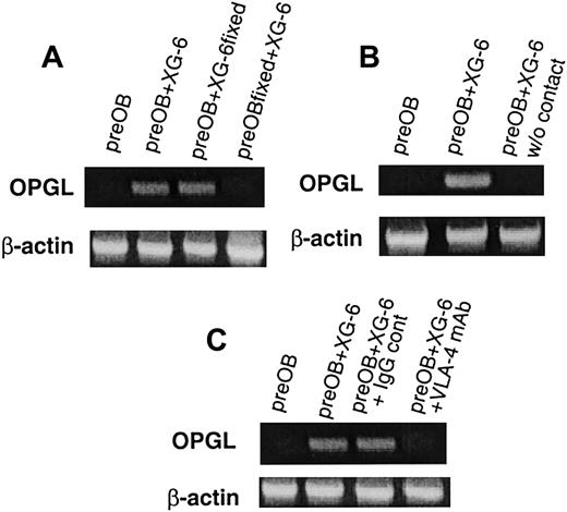 Fig. 4. The induction of OPGL mRNA expression in coculture involves cell-to-cell contact mediated in part by the integrin VLA-4. / Semiquantitative RT-PCR analysis of OPGL and β-actin mRNA in a coculture system with fixed preOBs or fixed XG-6 (A), in the presence of a transwell insert (B), and in the presence of VLA-4 mAb (10 μg/mL) compared with an IgG control (C). The figures are representative of 3 independent RT-PCR reactions of repeated experiments.