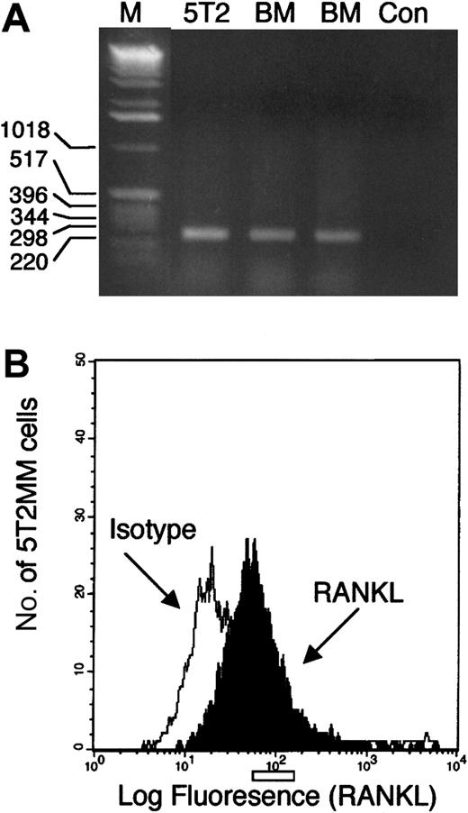 Fig. 1. Studies of RANKL expression by 5T2MM cells. / (A) RT-PCR analysis of RNA isolated from purified 5T2MM cells (5T2) or bone marrow mononuclear cells from the vertebrae (BM1) or femora (BM2) of control, uninjected mice. M represents a lane containing a DNA standard, and Con is a negative control. (B) Flow cytometric analysis of idiotype-positive 5T2MM cells isolated from the bone marrow of mice bearing 5T2MM cells. Black histogram shows RANKL staining, and white histogram shows staining with an isotype-matched control antibody.