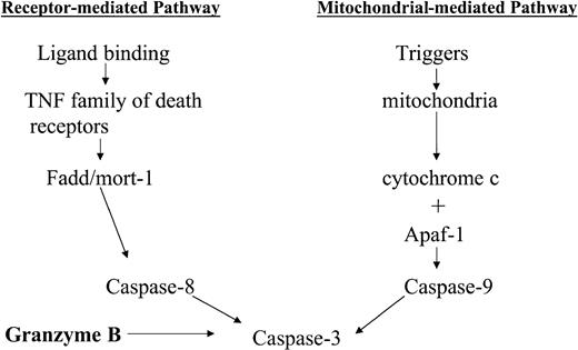 Fig. 2. Pathways of apoptosis. / Two major pathways of apoptosis have been discerned—the receptor- and mitochondrial-mediated pathways. Both pathways culminate in the activation of caspase-3, a major downstream effector caspase. A third minor pathway has also been identified, whereby Granzyme B directly activates caspase-3.