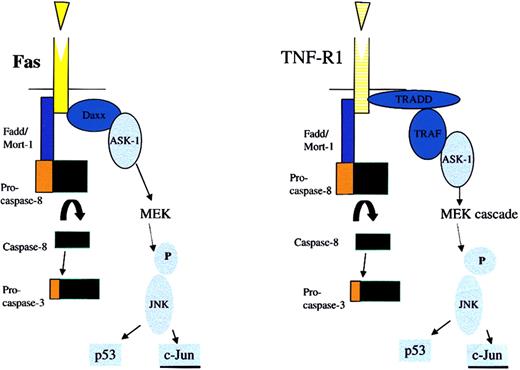 Fig. 3. Activation of apoptosis through the TNF family of death receptors. / Activated Fas and TNFR-1 launch the receptor-mediated pathway of apoptosis by recruiting the adapter protein Fadd/Mort-1. In turn, caspase-8 is activated, which cleaves procaspase-3. These receptors also induce apoptosis through an alternate pathway. Through adapter proteins TRADD and TRAF, a phosphorylation cascade is initiated, leading to the activation of JNK. Activated JNK phosphorylates substrates such as p53 and c-Jun, which leads to apoptosis through multiple mechanisms including regulating the Bcl-2 family of proteins.
