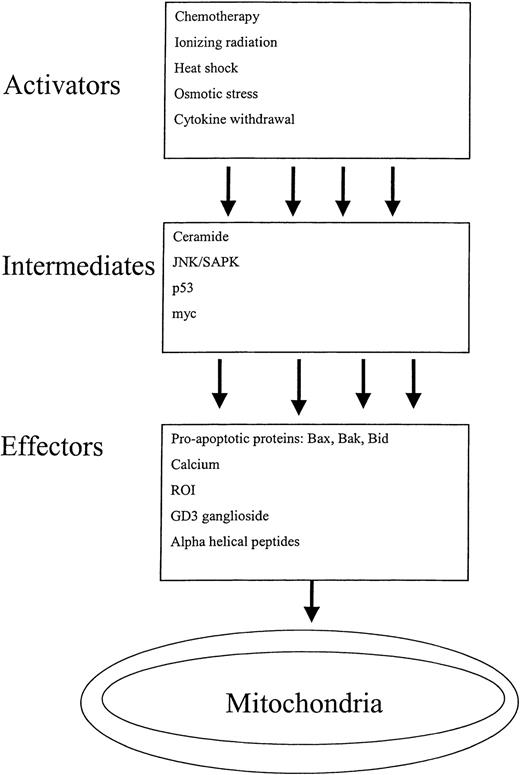 Fig. 4. Activators of mitochondrial-mediated apoptosis. / Many diverse triggers initiate the mitochondrial-mediated pathway of apoptosis. These triggers have been classified as activators, intermediates, and effectors, depending on how directly they impact mitochondrial function. The pathways are complex, as a single activator can unleash multiple intermediates that in turn disrupt the mitochondria though multiple effectors.