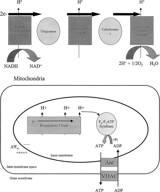Fig. 5. Electron transport in the mitochondria. / (A) Electron transport chain. The conversion of glucose to energy in the Krebs cycle requires the reduction of NAD+ to NADH. The reoxidization of NADH occurs through the electron transport chain in the inner mitochondrial membrane. The reaction can be summarized as NADH + H+ + 1/2O2 → NAD+ + H20. (B) ATP and H+flux across the mitochondrial membranes. The reoxidization of NADH to NAD+ in the electron transport chain produces H20 and releases energy. This energy is used to drive the production of ATP in the mitochondrial matrix. The adenine nucleotide transporter (Ant) controls the flux of ADP and ATP across the inner mitochondrial membrane. The voltage dependent anion channel (VDAC) regulates the flux of ATP across the outer mitochondrial membrane. Damage to VDAC or ANT can induce cytochrome c–release and initiate the mitochondrial-mediated pathway of apoptosis. Damage to ANT is also accompanied by physical mitochondrial swelling and loss of ΔΨM.