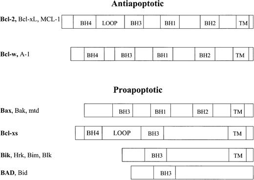 Fig. 6. Family of Bcl-2 proteins. / The proteins in the Bcl-2 family of proteins are grouped based on their proapoptotic or antiapoptotic functions and their common Bcl-2 homology (BH) domains. Some members also share common transmembrane (TM) and loop domains.