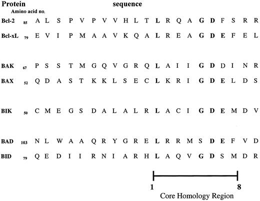 Fig. 7. The BH3 domains of the Bcl-2 family of proteins. / The BH3 death domain is common to all members of the Bcl-2 family. This domain contains a core sequence of 8 amino acids (core homology region). Within this region, amino acids 1 and 6 are critical for heterodimerization between family members.