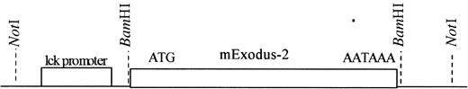 Fig. 1. The lck transgene cassette contains a. / BamHI restriction site behind the lck proximal promoter. The proximal lck promoter directs T cell-specific expression.5556 BamHI was used to subclone the mCCL21 cDNA into the p1017 plasmid behind the lck proximal promoter.NotI restriction digest was then used to isolate the transgene cassette from the plasmid.