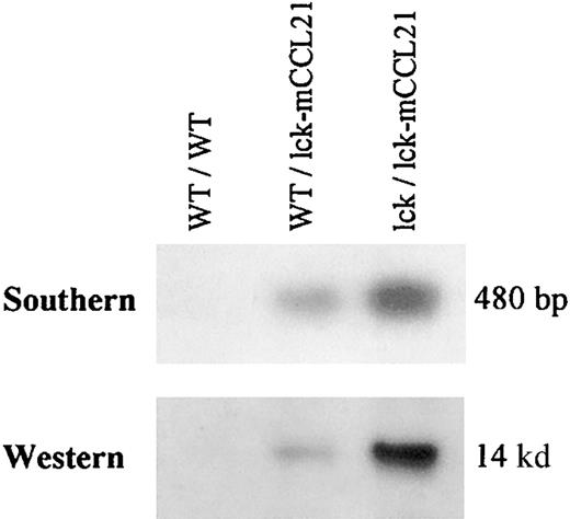 Fig. 2. Southern blot of isolated mouse genomic DNA and Western blot of isolated mouse thymocyte cell lysate. / Homozygous transgenic (lck/lck-mCCL21) and heterozygous transgenic (WT/lck-mCCL21) mice were compared to wild-type (WT/WT) mice. Southern analysis of BamHI-digested mouse genomic DNA was performed using radiolabeled mCCL21 cDNA as a probe. Western analysis was performed using antimouse CCL21 IgG-goat as a primary antibody, antigoat IgG-HRP as a secondary antibody, and detected by ECL. On prolonged exposure appropriate endogenous CCL21 expression can be seen on Western analysis, but is not seen on the exposure shown here.
