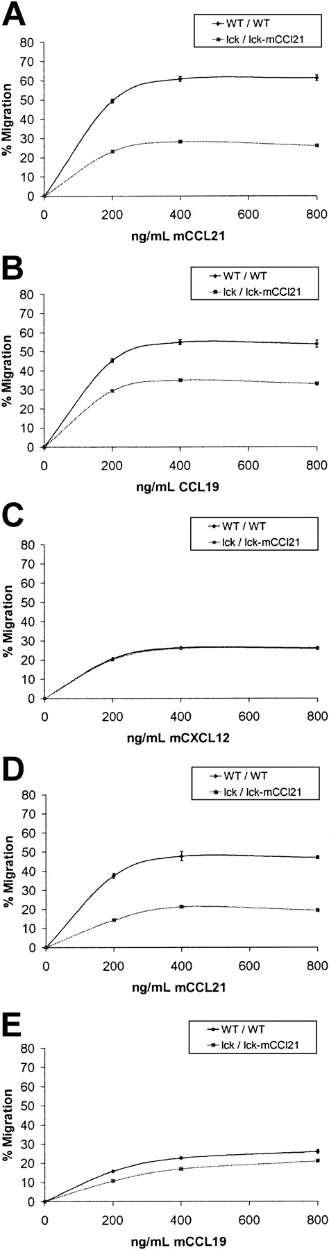 Fig. 3. CCL21 and CCL19 chemotaxis of total T cells is reduced in homozygous lck/lck-mCCL21 transgenic versus normal mice. / Chemotaxis assays were performed comparing normal (WT/WT) and homozygous transgenic (lck/lck-mCCL21) mouse splenocytes (A-C) and thymocytes (D,E). Dose responses to 0, 200, 400, and 800 ng/mL chemokine were obtained. Flow cytometric analysis was performed to characterize starting and migrating cell populations. Severe deficiencies in transgenic CD3+ splenocyte and thymocyte chemotaxis in response to CCL21 (A,D) and CCL19 (B,E) are observed. Splenocyte chemotactic response to CXCL12 was unchanged (C).