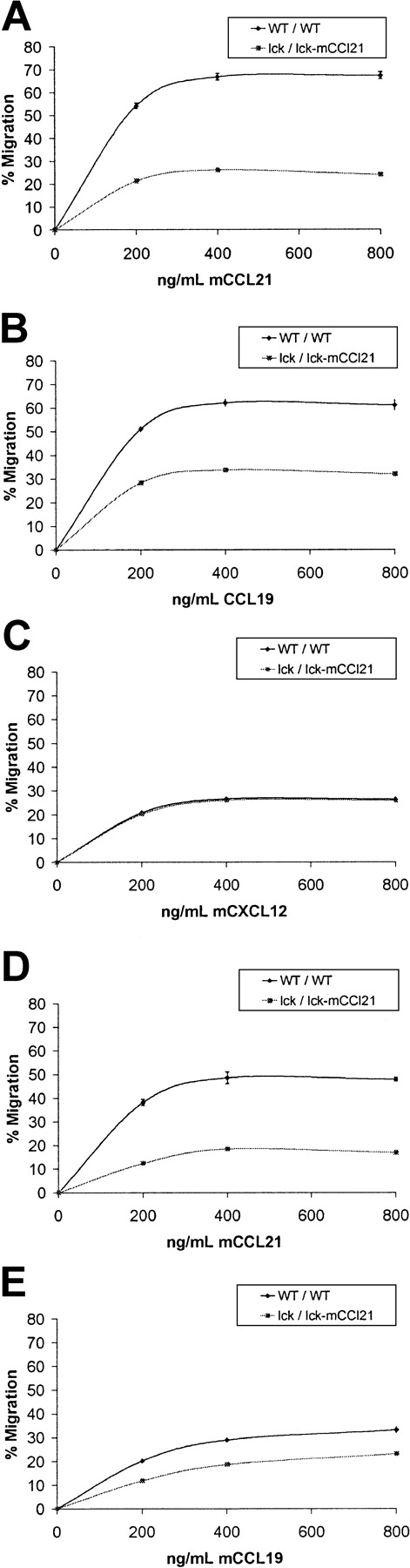 Fig. 4. CCL21 and CCL19 chemotaxis of CD3+/CD62L+ T cells is reduced in homozygous lck/lck-mCCL21 transgenic versus normal mice. / Chemotaxis assays were performed comparing normal (WT/WT) and homozygous transgenic (lck/lck-mCCL21) mouse splenocytes (A-C) and thymocytes (D,E). Dose responses to 0, 200, 400, and 800 ng/mL chemokine were obtained. Flow cytometric analysis was performed to characterize starting and migrating cell populations. Severe deficiencies in transgenic CD3+/CD62L+splenocyte and thymocyte chemotaxis in response to CCL21 (A,D) and CCL19 (B,E) are observed. Splenocyte chemotactic response to CXCL12 was unchanged (C).