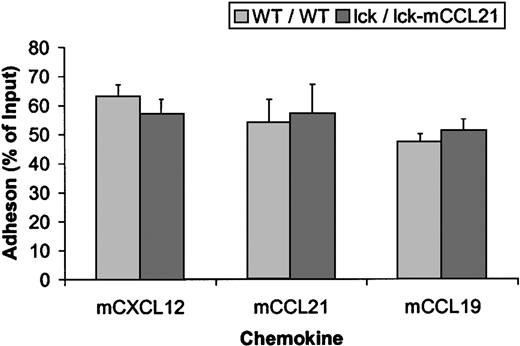 Fig. 5. Adhesion is unchanged in normal (WT/WT) versus transgenic (lck/lck-mCCL21) mice. / Adhesion studies using mCXCL12, CCL21, and CCL19 showed no significant difference between the adhesion of WT/WT or lck/lck-mCCL21 splenic T cells to capillary tubes coated with ICAM-1 under sheer conditions.