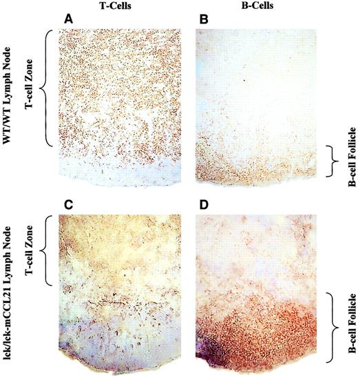 Fig. 7. Immunohistochemistry of WT/WT and lck/lck-mCCL21 transgenic mice shows abnormal lymph node architecture in transgenic mice. / Normal mouse (A,B) and transgenic mouse (C,D) lymph node frozen sections were stained for T cells (CD3; A,C) and B cells (CD19; B,D). Normal nodal architecture (A,B) contains a large T-cell zone (shown by CD3 staining in panel A) reaching out toward a relatively smaller B-cell follicle (shown by CD19 staining in panel B). Overexpression of mExodus-2 specifically in T cells results in a more compact T-cell zone (shown by CD3 staining in panel C) and a large B-cell follicle (shown by CD19 staining in panel D). Original magnification × 10.