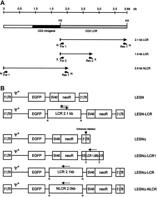 Fig. 1. Schematic representation of the CD2 LCR fragments and the EGFP transfer vectors. / (A) Map of the CD2 LCR insert from the VA plasmid. Two LCR fragments and the control sequence (NLCR) used for insertion into retroviral vectors are indicated by arrows. Binding sites of the different primers used for amplification and the restriction enzymes used in cloning are indicated. N, NotI; X, XbaI; H3,HindIII. (B) Structure of the retroviral vectors used in this study. An extended Mo-MLV packaging signal (Ψ+) is present in each vector genomic-RNA encoding construct. LCR, 2.1-kb CD2 locus control region; NLCR, 2.0-kb control sequence from theCD2 gene; LCR1, 1-kb CD2 LCR fragment; neoR, neomycin phosphotransferase gene. (gray box) Deletion of the viral enhancer in the LTR; (arrow) orientation of the LCR element in each vector.