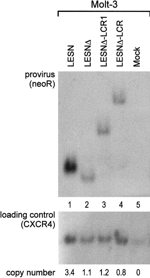 Fig. 6. Quantification of gene transfer rates and analysis of proviral DNA structure by Southern blot analysis of transduced Molt-3 cells. / DNA was isolated from bulk cultures of vector-transduced Molt-3 cells in the presence of G418 selection, digested with KpnI that cuts once in each LTR, and analyzed by Southern blotting. The blot was first hybridized with a probe for neoR (upper panel), stripped, and rehybridized with a loading control probe, human CXCR4 (lower panel). Band intensities were quantified with an InstantImager (Packard) and were used to calculate the relative number of provirus copies per genome in each sample, which is indicated. DNA from untransduced Molt-3 cells was used as control (mock).