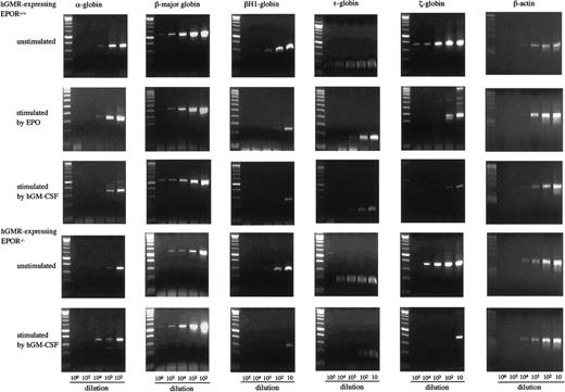 Fig. 4. Globin gene expression in E12.5 FL cells of hGMR-expressing EPOR+/+ embryos unstimulated and stimulated by hGM-CSF and EPO, and hGMR-expressing EPOR−/− embryos unstimulated and stimulated by hGM-CSF. / The numbers below each lane indicate the relative dilutions of cDNA prepared from 105 cells. Size marker: 100 base-pair (bp) ladder.