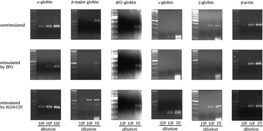 Fig. 5. Globin gene expression in E8.0 YS cells of hGMR-expressing EPOR+/+ embryos unstimulated and stimulated by hGM-CSF and EPO. / The numbers below each lane indicate the relative dilutions of cDNA from one third of whole YS cells obtained from one embryo or their progenies in the culture. Size marker: 100-bp ladder.