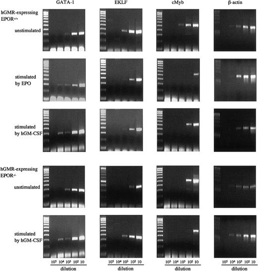 Fig. 6. Expression of transcription factors GATA-1, EKLF, and cMyb in E12.5 FL cells of hGMR-expressing EPOR+/+ embryos unstimulated and stimulated by hGM-CSF and EPO, and hGMR-expressing EPOR−/− embryos unstimulated and stimulated by hGM-CSF. / The numbers below each lane indicate the relative dilutions of cDNA prepared from 105 cells. Size marker: 100 bp ladder.