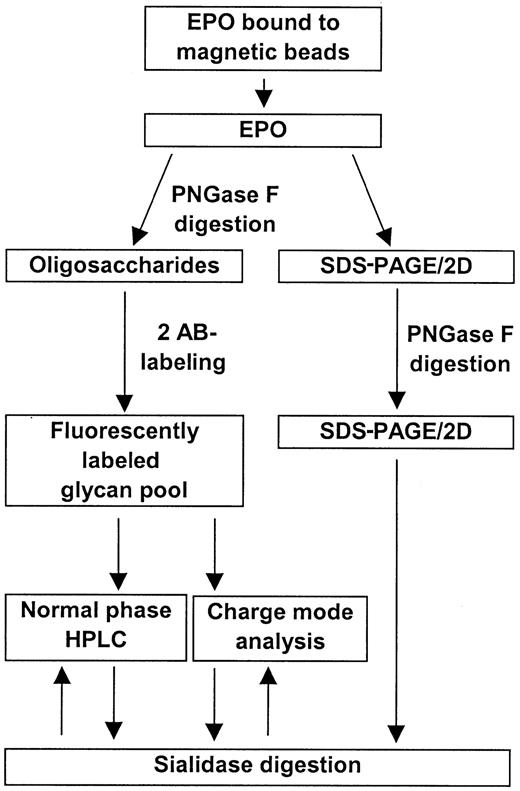 Fig. 1. Overall scheme for the isolation and characterization of human serum EPO.