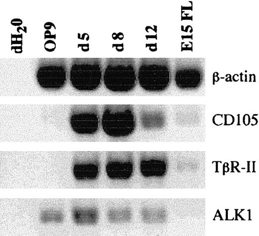 Fig. 4. RT-PCR analysis of ES-cell/OP9 cocultures. / Expression of transcripts for CD105, TbR-II, ALK1, and β-actin was analyzed by RT-PCR. The cDNAs for analysis were prepared directly from OP9 cells, E15 FL cells, and ES-cell/OP9 cocultures at days 5, 8, and 12 (total unfractionated cells were passaged and reseeded at day 5). Control RT-PCRs were performed in the absence of cDNA templates (dH2O) and with the use of β-actin primers.