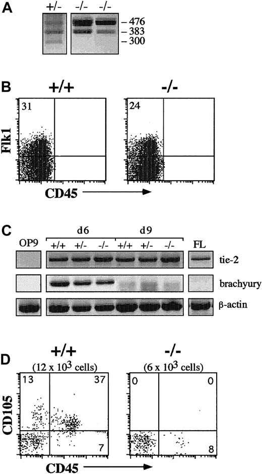 Fig. 5. Early differentiation of CD105-deficient. / (eng−/−) ES cells in vitro. (A) Genotyping ofeng−/− andeng+/− ES cells was determined by multiplex PCR. DNA was isolated from ES cell clones, and gene-specific primers were used to amplify wild-type (300 bp) or targeted (476 bp) exon 1 and wild-type exon 2 (383 bp). (B) Flow cytometric analysis of Flk1 cell surface expression from day 6eng−/− andeng+/+ ES-cell/OP9 cocultures is shown. (C) Expression of tie-2, brachyury, andβ-actin transcripts was analyzed by RT-PCR from day-6 and day-9 ES-cell/OP9 cocultures. The cDNAs for day 6 analysis were prepared directly from sorted Flk1+ cells, and cDNAs for day-9 analysis were prepared after sorted Flk1+ cells were cocultured for an additional 3 days. Control RT-PCR reactions were performed with the use of RNA from OP9 cells and E13 fetal liver (FL). (D) Flk1+ cells were sorted from day-6 cocultures, reseeded onto OP9 cells, and analyzed by flow cytometry for the surface expression of CD105 and CD45 at day 9. CD105 expression is not detected in eng−/− cocultures. The total number of cells obtained from each coculture is indicated in parentheses.