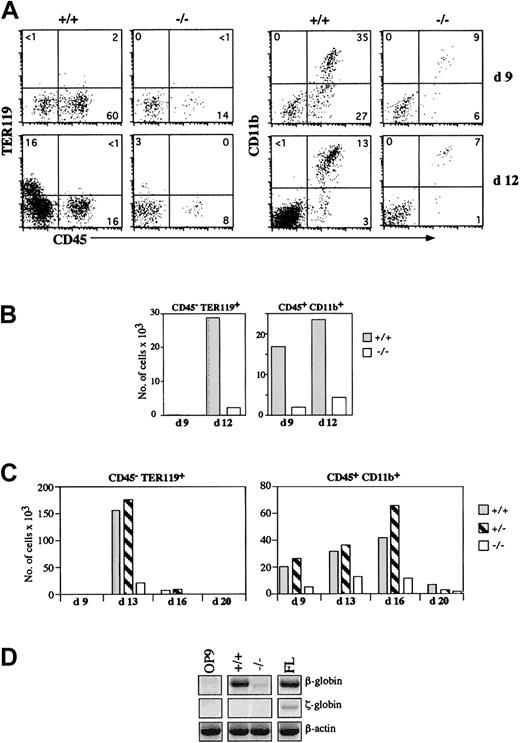 Fig. 6. Myeloid and erythroid defects in. / eng−/− cells. (A) Sorted Flk1+ cells from day-6 ES-cell/OP9 cocultures were reseeded onto OP9 cells, and analyzed at days 9 and 12 for cell surface expression of CD45, TER119, and CD11b by flow cytometry. (B) Total cellularity from cocultures, as indicated, was determined for erythroid and myeloid lineages for the experiment represented in panel A. (C) Total cellularity from separate experiments with aneng+/− ES clone and a secondeng−/− ES clone are shown. (D) Expression of embryonic-type ζ-globin and adult-typeβ-globin transcripts identifying primitive or definitive erythropoiesis, respectively, was analyzed from day-12 cocultures, OP9 cells, and E13 FL by RT-PCR.