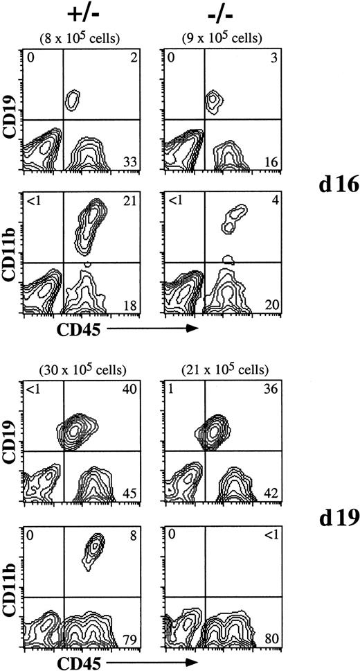 Fig. 7. Lymphopoiesis in. / eng−/− cells appears normal. Sorted Flk1+ cells from day-6eng+/− andeng−/− ES-cell/OP9 cocultures were reseeded onto OP9 cells and analyzed by flow cytometry on day 16 and day 19 for surface expression of CD45, CD19, and CD11b. The total number of cells obtained from each coculture is indicated in parentheses.