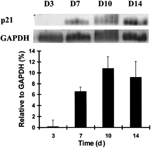 Fig. 1. Up-regulation of p21 mRNA during the terminal differentiation of CFU-M. / Individual human adult bone marrow cells were sorted by flow cytometry and cultured under the stated conditions. Five single cells isolated by micromanipulation and harvested at each time point from the emerging CFU-M colonies were analyzed using RT-PCR and Southern blotting. Quantitative analysis of p21 normalized to GAPDH signals presented in the graph was performed using PhosphorImager-generated quantitation of signal intensity when the poly-dT–primed RT-PCR product was probed with radiolabeled p21 or GAPDH. Data shown are from 1 of 3 similar experiments with similar results.