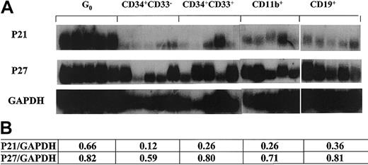 Fig. 2. P21 and p27 expression in different subsets of single human hematopoietic cells. / Flow cytometry–sorted cells were individually selected by micromanipulator and analyzed using poly-dT–primed RT-PCR with radiolabeled gene-specific probes applied to the PCR product. Panels of 5 cells of each type were used to avoid individual cell artifacts or cell heterogeneity. The lower table states the ratios derived from quantitative analysis with densitometry software (NIHimager) of the tested genes normalized to GAPDH.