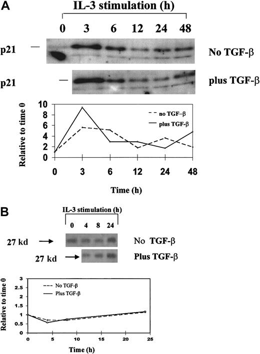 Fig. 7. Western blot analysis. / Western blot analysis of p21 (A) and p27 (B) expression in synchronized 32D cells during a single cell-cycle progression in the presence and absence of TGF-β1. 32D cells were synchronized by starvation of IL-3 and restimulated with IL-3 plus or minus 20 ng/mL TGF-β1 and were analyzed for protein expression by Western blotting. Single cell-cycle time was approximately 16 hours for 32D cells. The quantitative graph was made using NIHimager software comparing signal intensity at each time point with time 0 baseline.