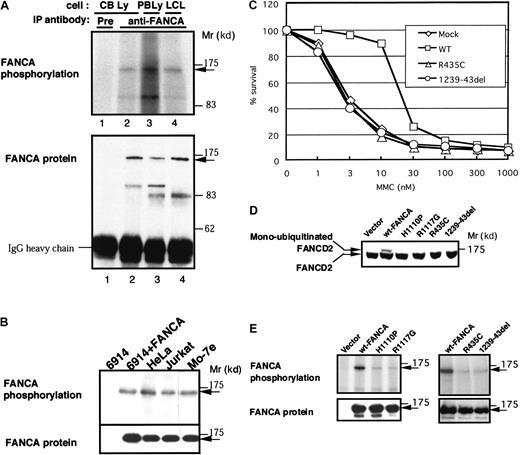 Fig. 1. In vivo phosphorylation of FANCA protein in various cells and patient-derived mutant FANCA proteins. / (A) In vivo phosphorylation of FANCA in normal lymphocytes. Lymphocytes from cord blood (CB Ly; lanes 1 and 2) and peripheral blood (PB Ly; lane 3), and lymphoblastic cells (LCL; lane 4) from a normal control were metabolically labeled with 32P, lysed, and subjected to immunoprecipitation (IP) with preimmune serum (Pre; lane 1) or anti-FANCA antibody (lanes 2-4). Western blots of FANCA are shown at the bottom. (B) In vivo phosphorylation of FANCA in GM6914/wt-FANCA, HeLa, Jurkat, and Mo-7e cells. Western blots of FANCA are shown at the bottom. (C) MMC sensitivities of GM6914 cells transduced with wt-FANCA, FANCA(Arg435Cys), and FANCA(1239-43del). Cells were seeded in the presence of various concentrations of MMC and cell survival was assayed 4 days after seeding. (D) Monoubiquitination of FANCD2 in GM6914 cells transduced with wt-FANCA, FANCA(His1110Pro), FANCA(Arg1117Gly), FANCA(Arg435Cys), and FANCA(1239-43del). (E) In vivo phosphorylation of wt-FANCA, FANCA(His1110Pro), FANCA(Arg1117Gly), FANCA(Arg435Cys), and FANCA(1239-43del) expressed in GM6914 cells. Western blots of FANCA are shown at the bottom.