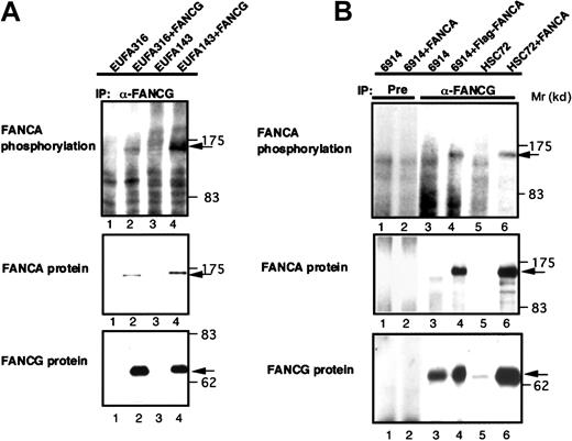 Fig. 3. In vivo and in vitro phosphorylation of FANCA coimmunoprecipitated with FANCG. / (A) Cell lysates from 32P-labeled EUFA316, EUFA316/wt-FANCG, EUFA143, and EUFA143/wt-FANCG cells were subjected to immunoprecipitation (IP) with anti-FANCG antibody. An arrow indicates phosphorylated FANCA. The lower panels show Western blots of FANCA and FANCG. (B) Cell lysates from HSC72, HSC72/wt-FANCA, GM6914, and GM6914/wt-FANCA were subjected to immunoprecipitation (IP) with preimmune serum (Pre) or anti-FANCG antibody; then in vitro phosphorylation of the immunoprecipitates was analyzed. An arrow indicates phosphorylated FANCA. The lower panels show Western blots of FANCA and FANCG.